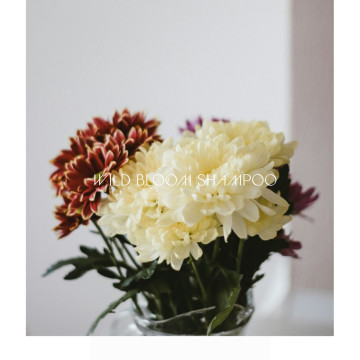 guru 大師野菊蓬鬆洗髮凝露